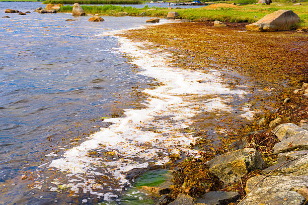 Bladder wrack and foam Bladder wrack (Fucus vesiculosus) and foam gathering in shallow shoreline bay. cut weed stock pictures, royalty-free photos & images