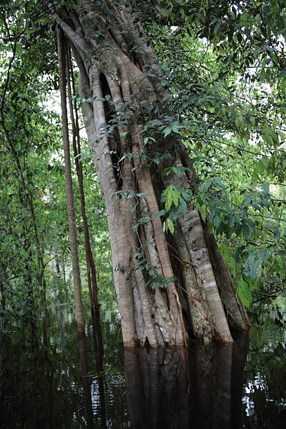 istock Flooded area in Amazon jungle river, Brazil 598813602