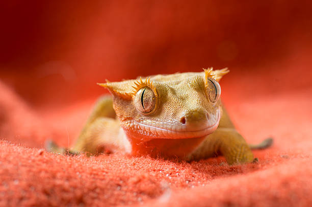 crested gecko stock photo