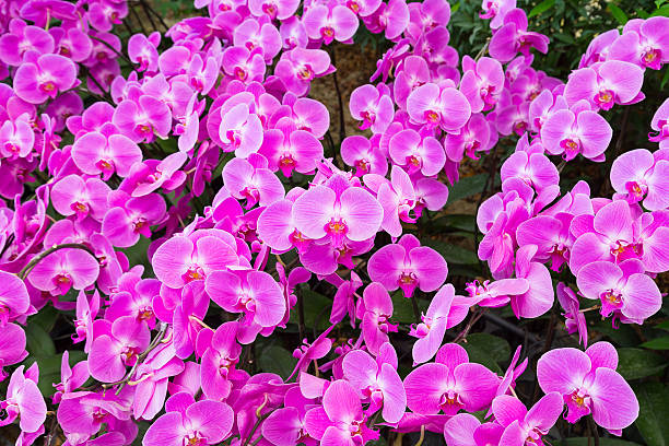 istock Beautiful pink phalaenopsis 3 598814622
