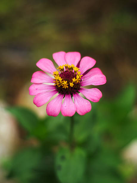 istock Zinnia elegans or common zinnia 598814722