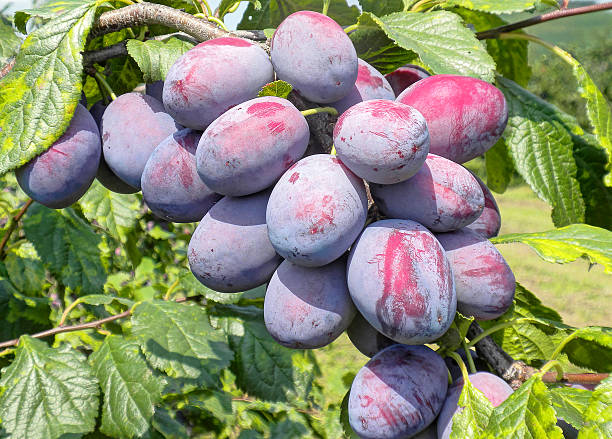 istock Branch with fresh ripe plums 598816540
