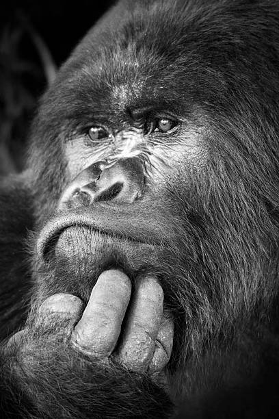 Silverback gorilla Male silverback looking thoughtful - Parc National des Volcans, Rwanda rwanda photos stock pictures, royalty-free photos & images