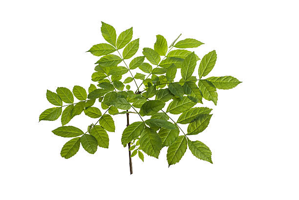 istock branch with green leaves 598817720