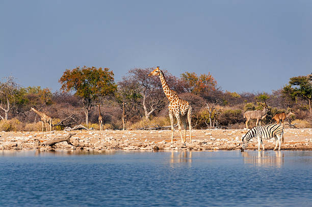 istock Group of wild animals near a waterhole in Namibia 598817826