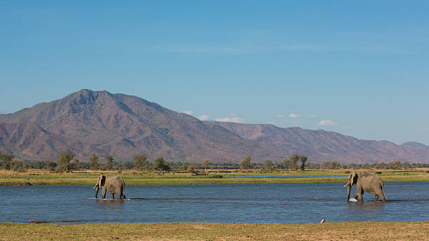 istock African Elephant bulls (Loxodonta africana) crossing water 598818000