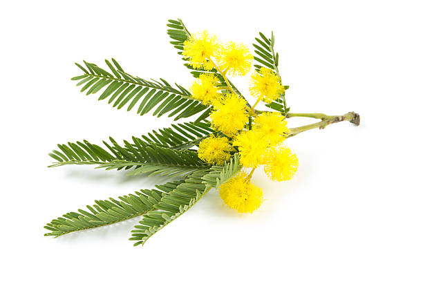 istock mimosa isolated on white background 598818394