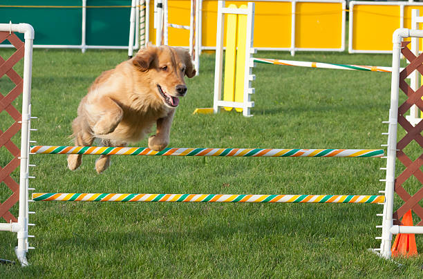 istock Enthusiastic dog jumping obstacle in agility competition 598820210