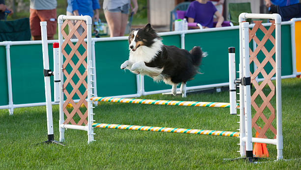 istock Athletic dog jumping obstacle in agility competition. 598820244
