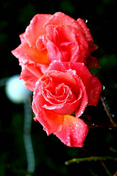 Pink rose with water drops Dew rose. Close up photo of a pink rose with water drops. A macro shot of a flower, summertime. godspeed stock pictures, royalty-free photos & images