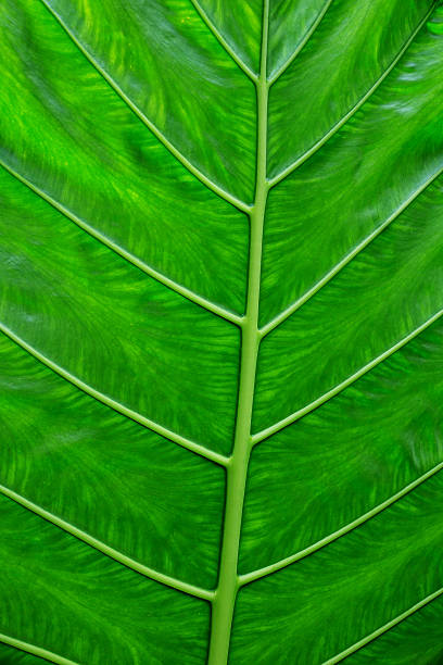 istock close-up of green leaf for a background. 598821926
