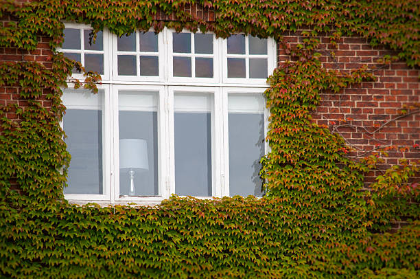 istock Vertical green ivy brick wall with window 598822218