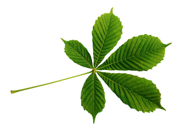 istock Closeup of chestnut leaf 598823750