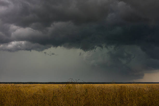 stormy cielo - storm wheat storm cloud rain foto e immagini stock