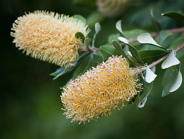 banksia цветет родной цветок австралийского дерева - australian culture flower indigenous culture plant стоковые фото и изображения