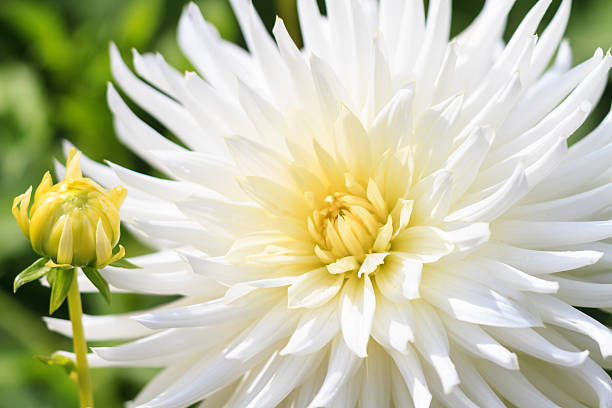 istock Macro of a white dahlia 598825226