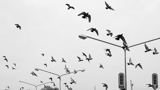 soft focus - group of pigoen flying above train station, pigoens flying, group of wilflife in cityscape, sky and cloud, BW, Black and Whith effect