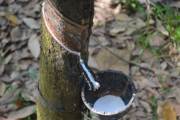 Rubber Extraction Process 1,100+ Rubber Latex Extraction Stock Photos, Pictures & Royalty-Free ...