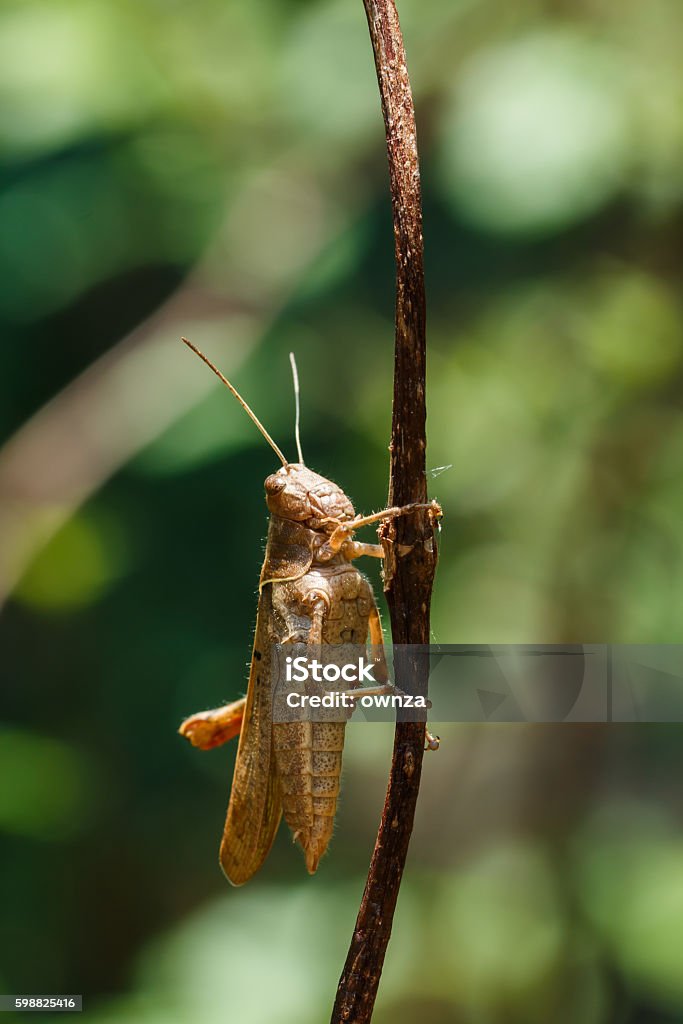 Insect, locust,grasshopper . Insect, locust,grasshopper in nature of Thailand. Acrididae Stock Photo