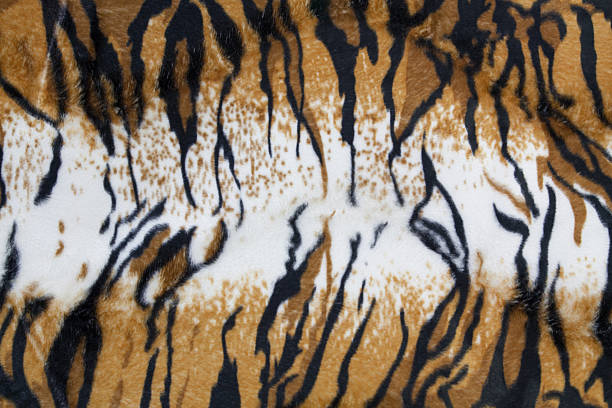 istock texture of tiger skin 598827390