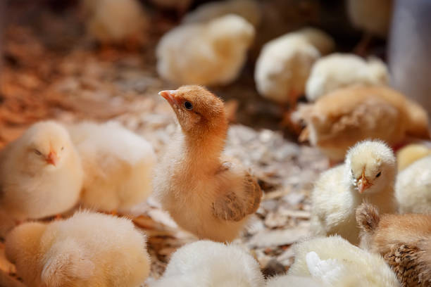 istock Little chicks on a poultry farm 598827796