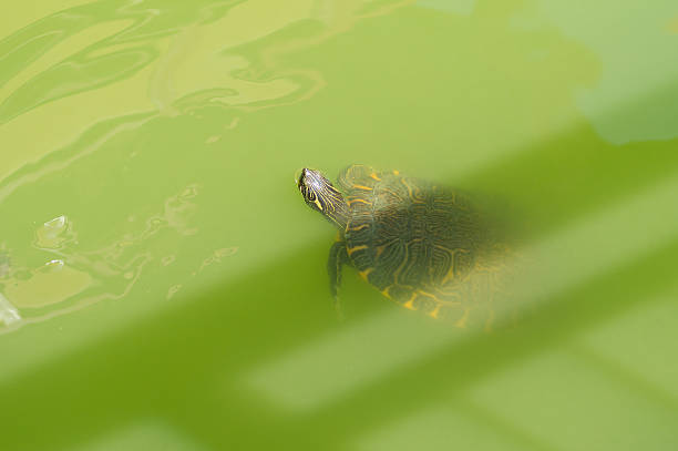 istock turtle swimming in the green lake 598828322