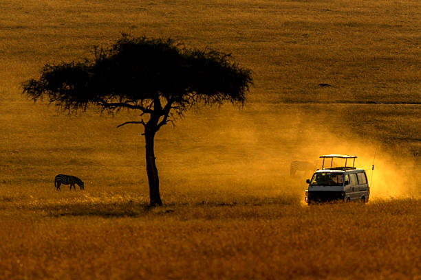 istock Zebra, Safari Van and African Acacia Trees at Sunrise 598828670