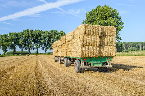 istock Farm trailers fully loaded with piled bales of straw 598829306