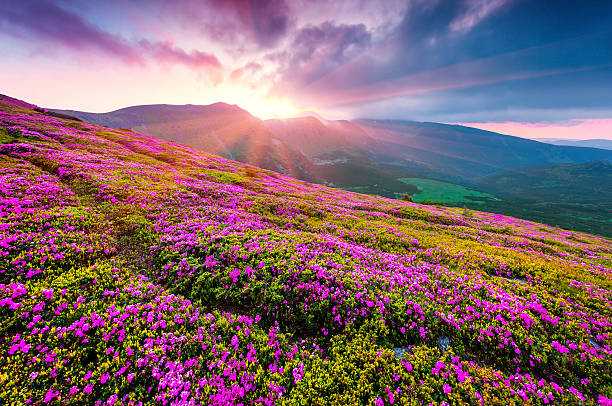 istock Summer morning scene of Carpathian mountains. 598829336