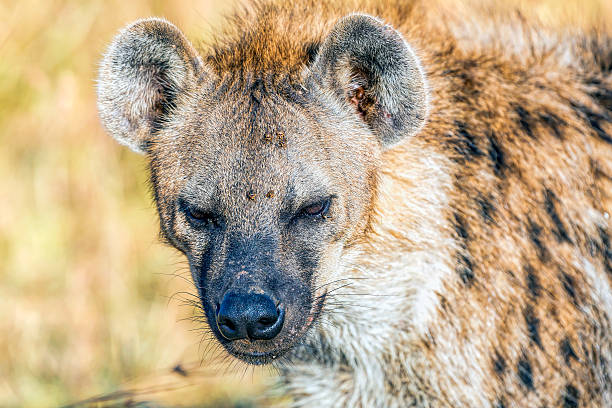 hiena plamista z kleszczami - acarian zdjęcia i obrazy z banku zdjęć