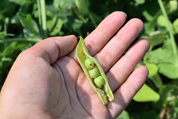 istock green peas spoiled with worms lying on the hand 598915498