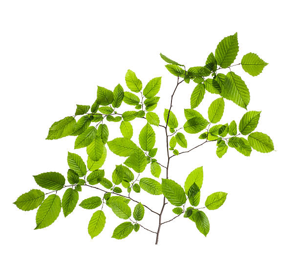 istock branch with green leaves 598916264