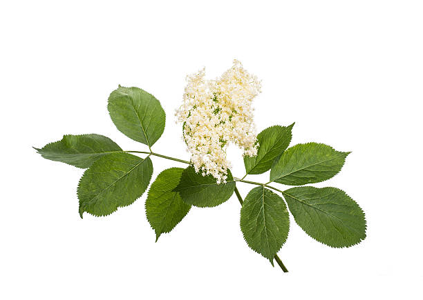 istock branch with green leaves 598916536
