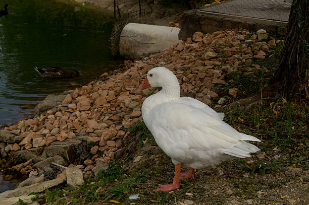 istock goose, anatide in the foreground on the lake 598917456