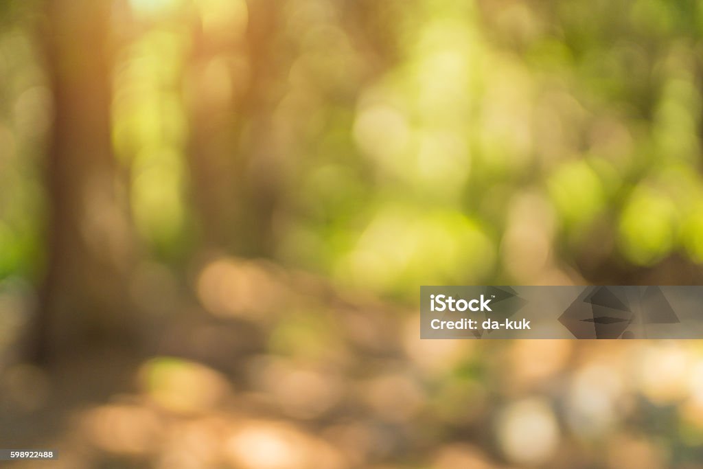 Defocused Bright Background Defocused Forest Background Stock Photo - Download Image Now - Abstract ...