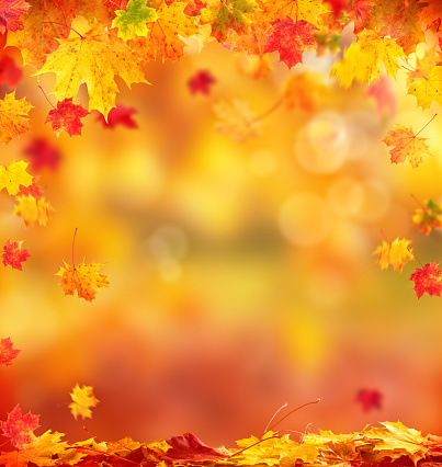 Beautiful seasonal abstract autumn background with copyspace and falling leaves