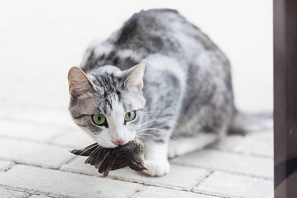 tabby cat standing on pavement, holding a bird in her mouth