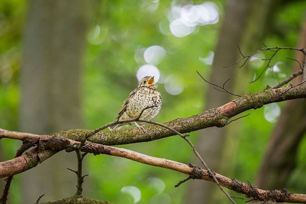 piosenka drozd (turdus philomelos)  - bird birdsong singing the early bird catches the worm zdjęcia i obrazy z banku zdjęć