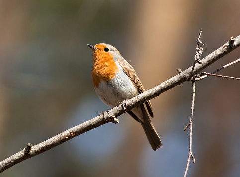 The American Robin (Turdus migratorius) is a migratory songbird of the thrush family.  It is named after the European Robin because of the male's reddish-orange breast, though the two species are not closely related.  Robins do not frequent bird feeders because their diet consists of meat and fruit.  They are frequently seen tugging earthworms out of the ground.  This male robin was photographed while perched in a tree near Walnut Canyon Lakes in Flagstaff, Arizona, USA.