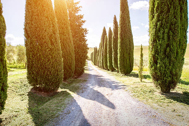istock Beautiful tuscan landscape view 598926578