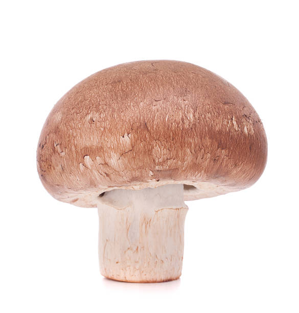 istock Brown mushroom mushroom 598928578