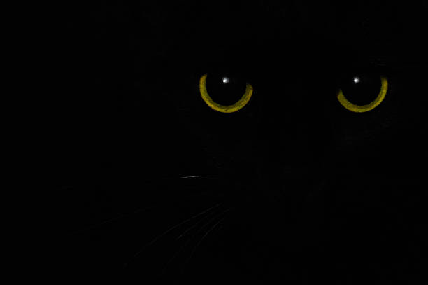 istock Black Cat With Golden Eyes Portrait 598930456