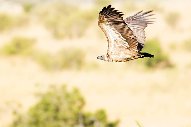istock African white-backed Vulture flying 598930466