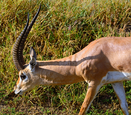 Grant-gazelle in Amboseli National Park, Kenya.