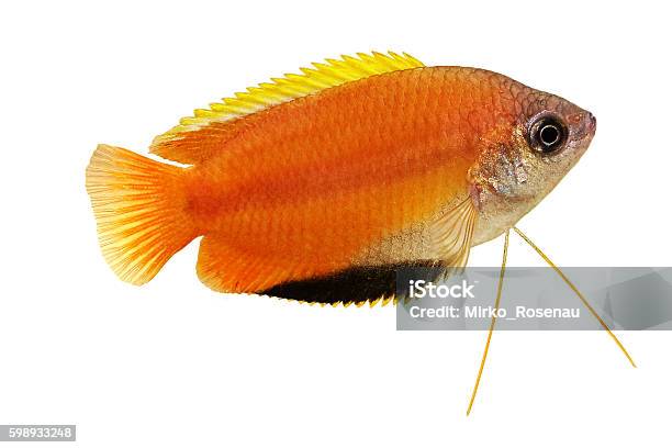 Honey Gourami Trichogaster Chuna Tropical Aquarium Fish Isolated On White Stock Photo - Download Image Now