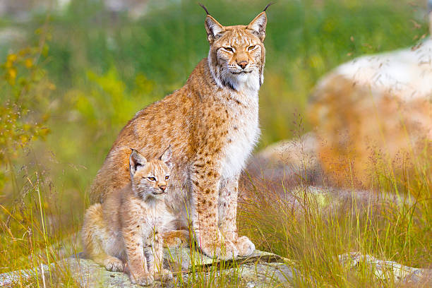 istock Lynx mother and her cub sits in the forest 598933916
