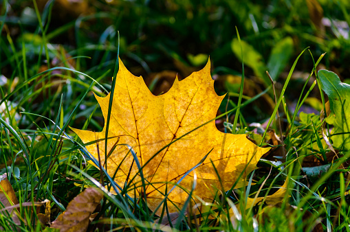 autumn background. yellow maple leaf in the grass