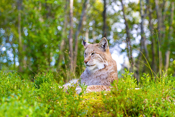 istock Eurasian lynx lying in the green grass 598934872