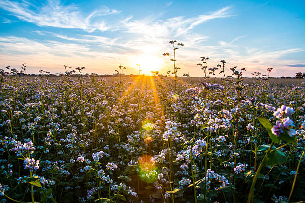 гречневое поле при солнечном свете - buckwheat стоковые фото и изображения
