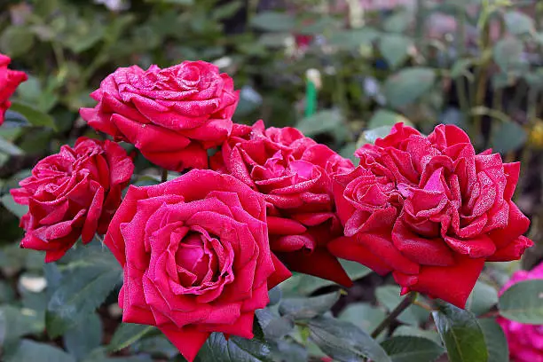 Photo of 'Ingrid Bergman' Hybrid Tea Roses